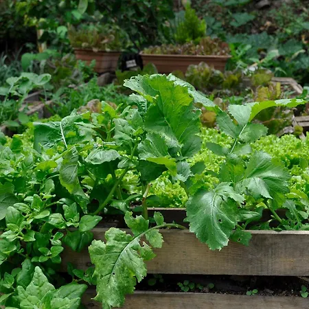 شاليه Refugio *